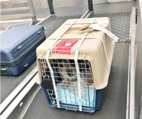 百色宠物托运 宠物托运公司 机场宠物托运 宠物空运